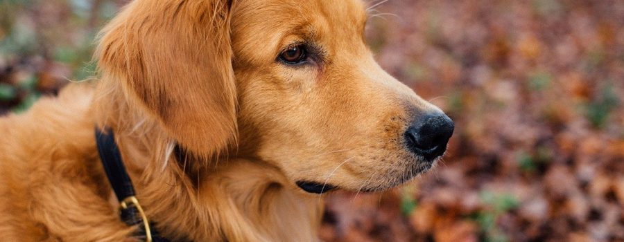dog-1082307_1280-ow35wfh2yg1th9fh1hcmtjf8lcsd5gt57oxb479x2k